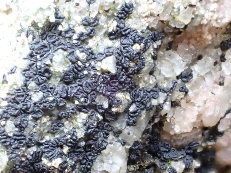 Polysporina Lichen photo 3