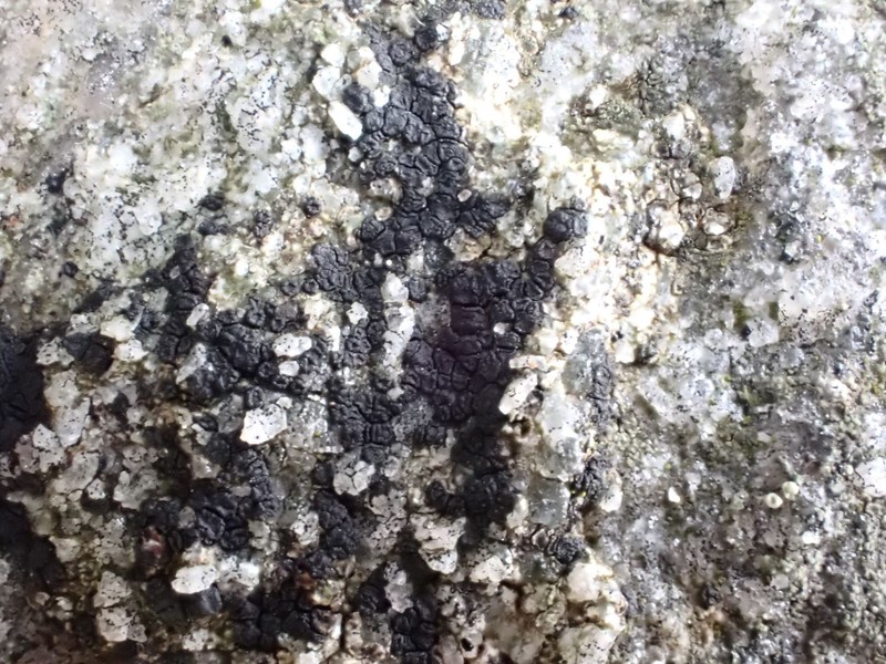 Polysporina Lichen photo 4
