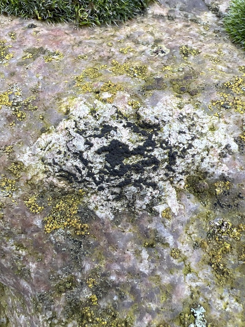 Polysporina Lichen photo 5
