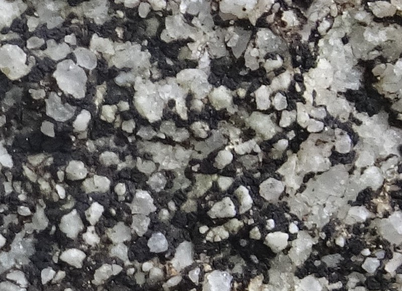 Polysporina Lichen photo 6