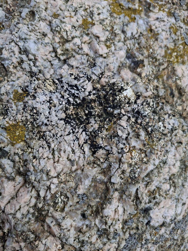 Polysporina Lichen photo 7