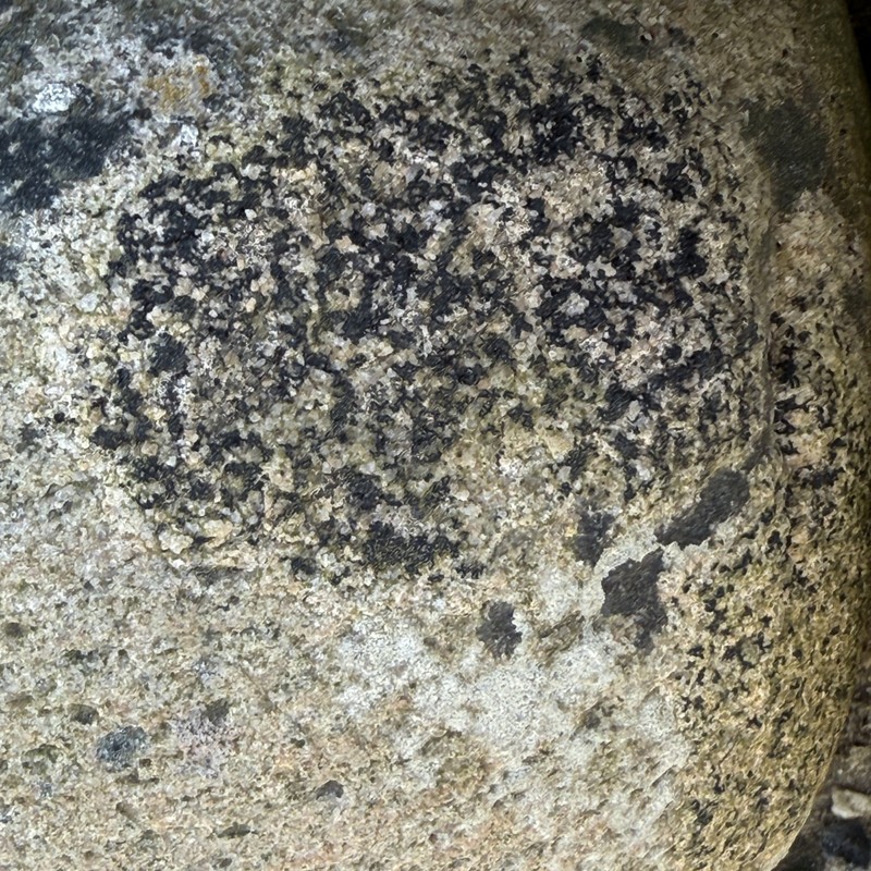 Polysporina Lichen photo 8