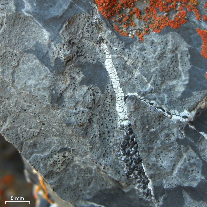 Polysporina Lichen