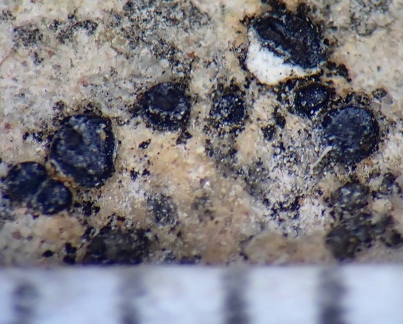 Polysporina Lichen photo 2