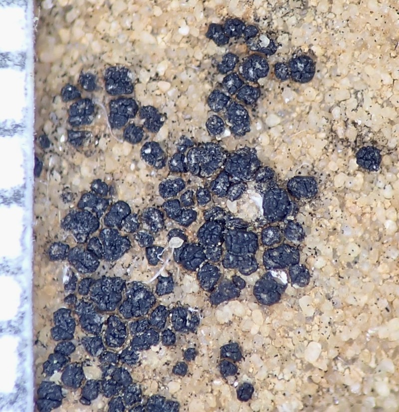 Polysporina Lichen photo 3