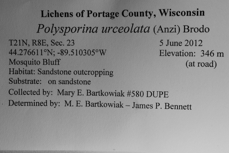 Polysporina Lichen photo 4