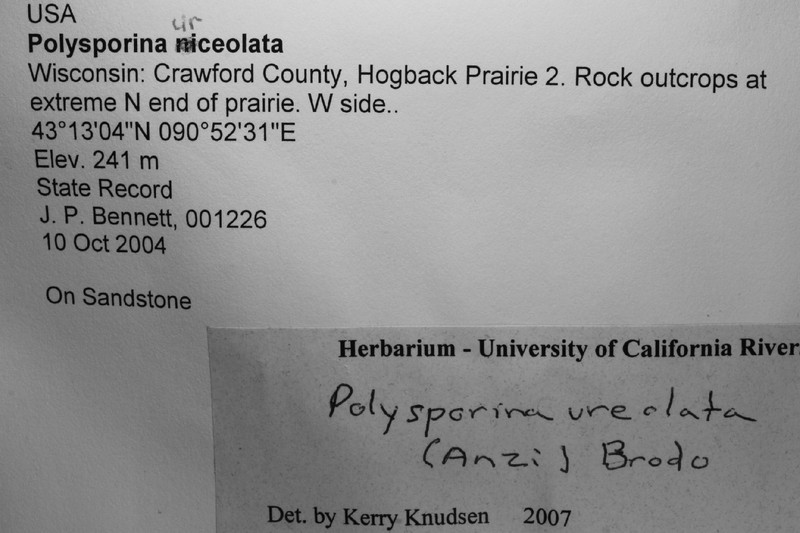 Polysporina Lichen photo 6