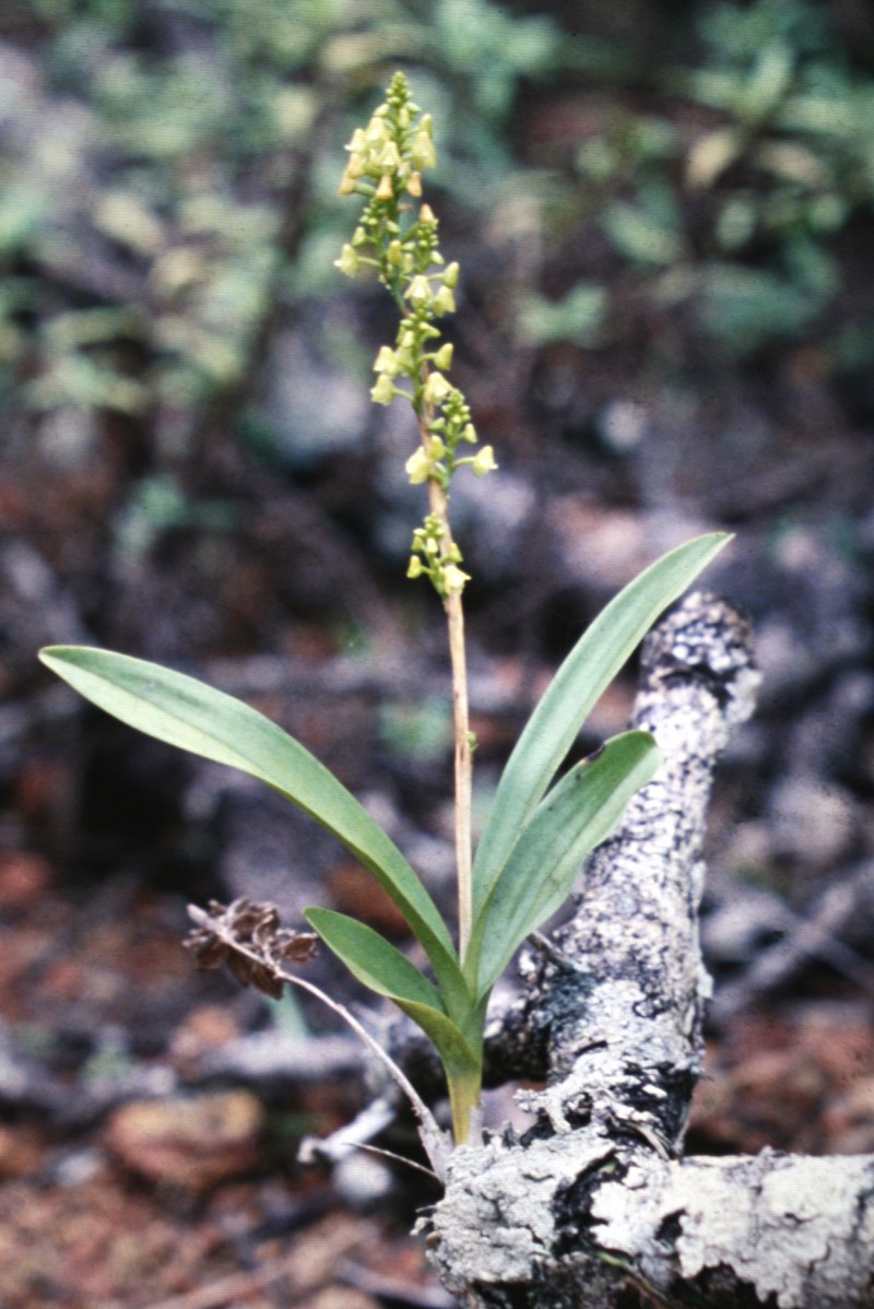 Greater Yellowspike Orchid