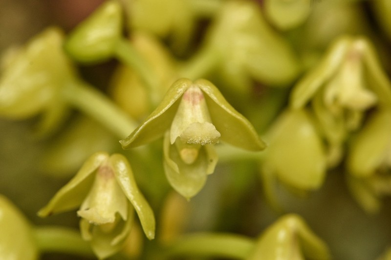 Greater Yellowspike Orchid photo 3