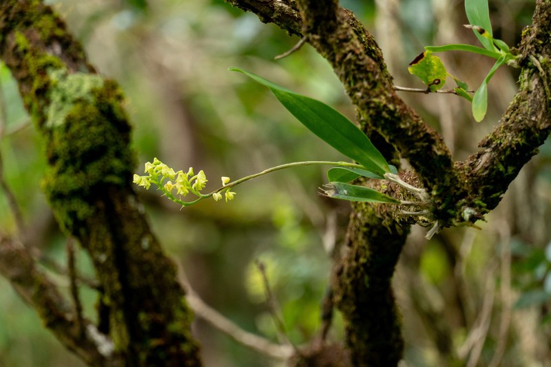 Greater Yellowspike Orchid photo 4