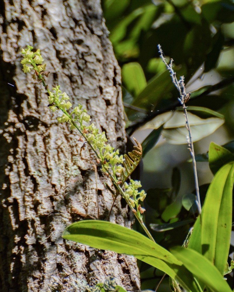 Greater Yellowspike Orchid photo 5