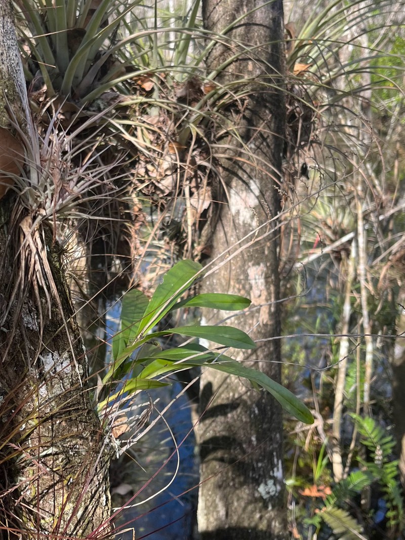 Greater Yellowspike Orchid photo 7