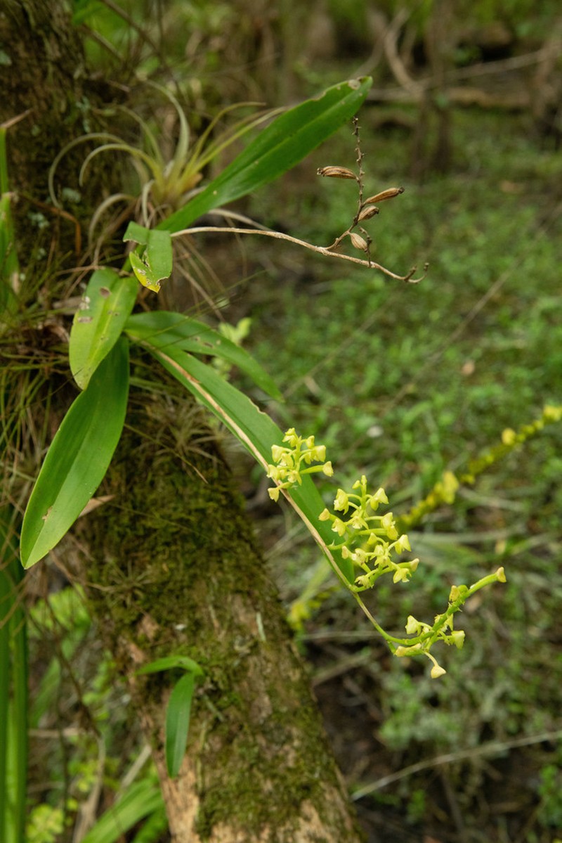 Greater Yellowspike Orchid photo 8