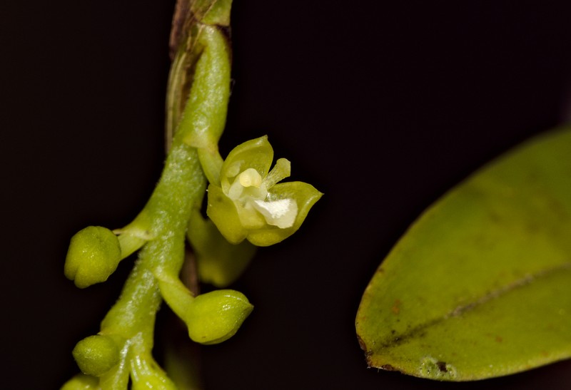 Lesser Yellowspike Orchid