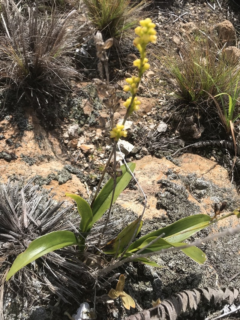 Lesser Yellowspike Orchid photo 2