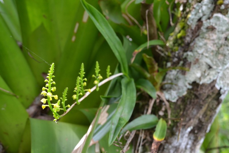 Lesser Yellowspike Orchid photo 3