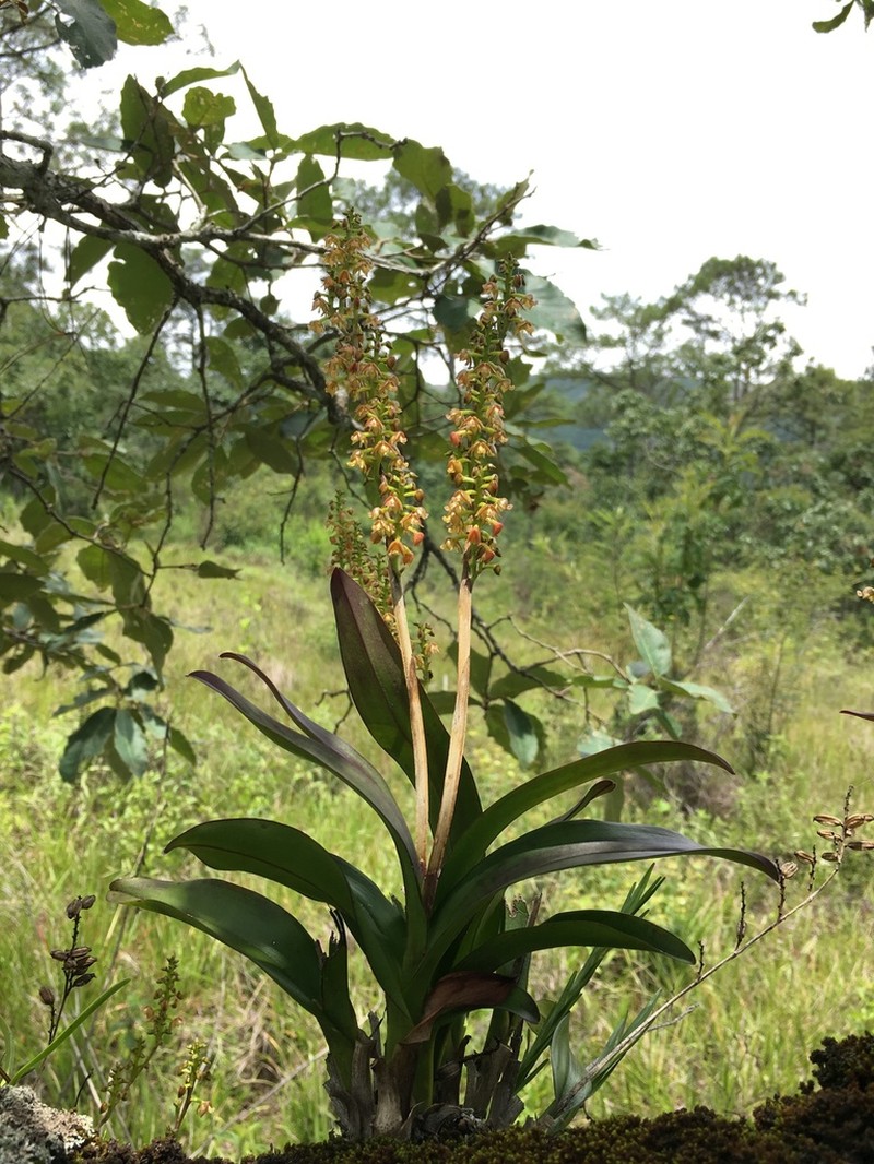 Lesser Yellowspike Orchid photo 4