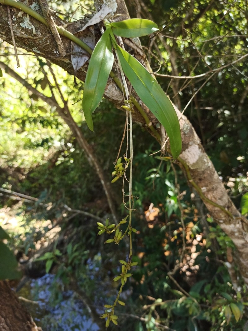 Lesser Yellowspike Orchid photo 5