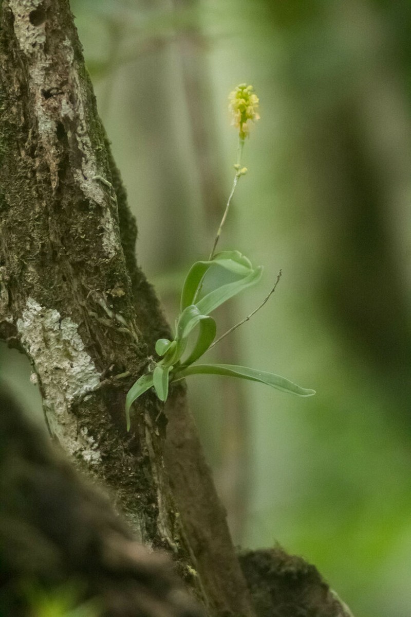 Lesser Yellowspike Orchid photo 6