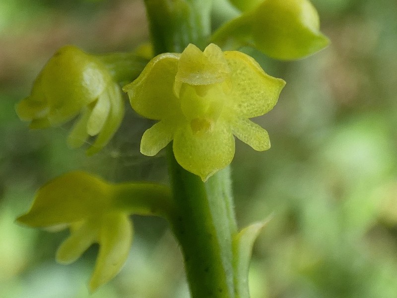 Lesser Yellowspike Orchid photo 7