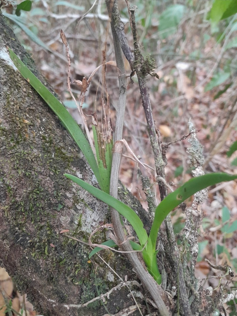 Lesser Yellowspike Orchid photo 8