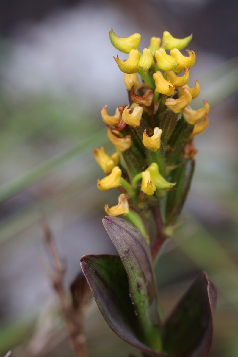 Polystachya nguruensis photo 2