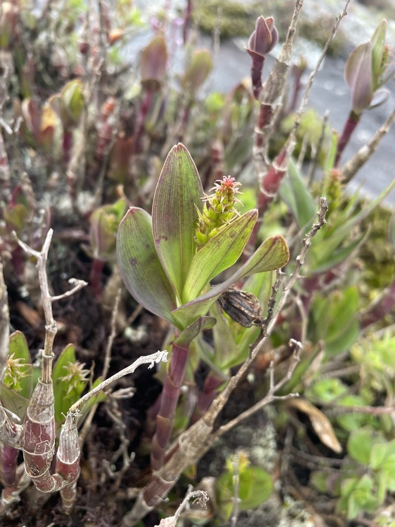Polystachya nguruensis photo 3