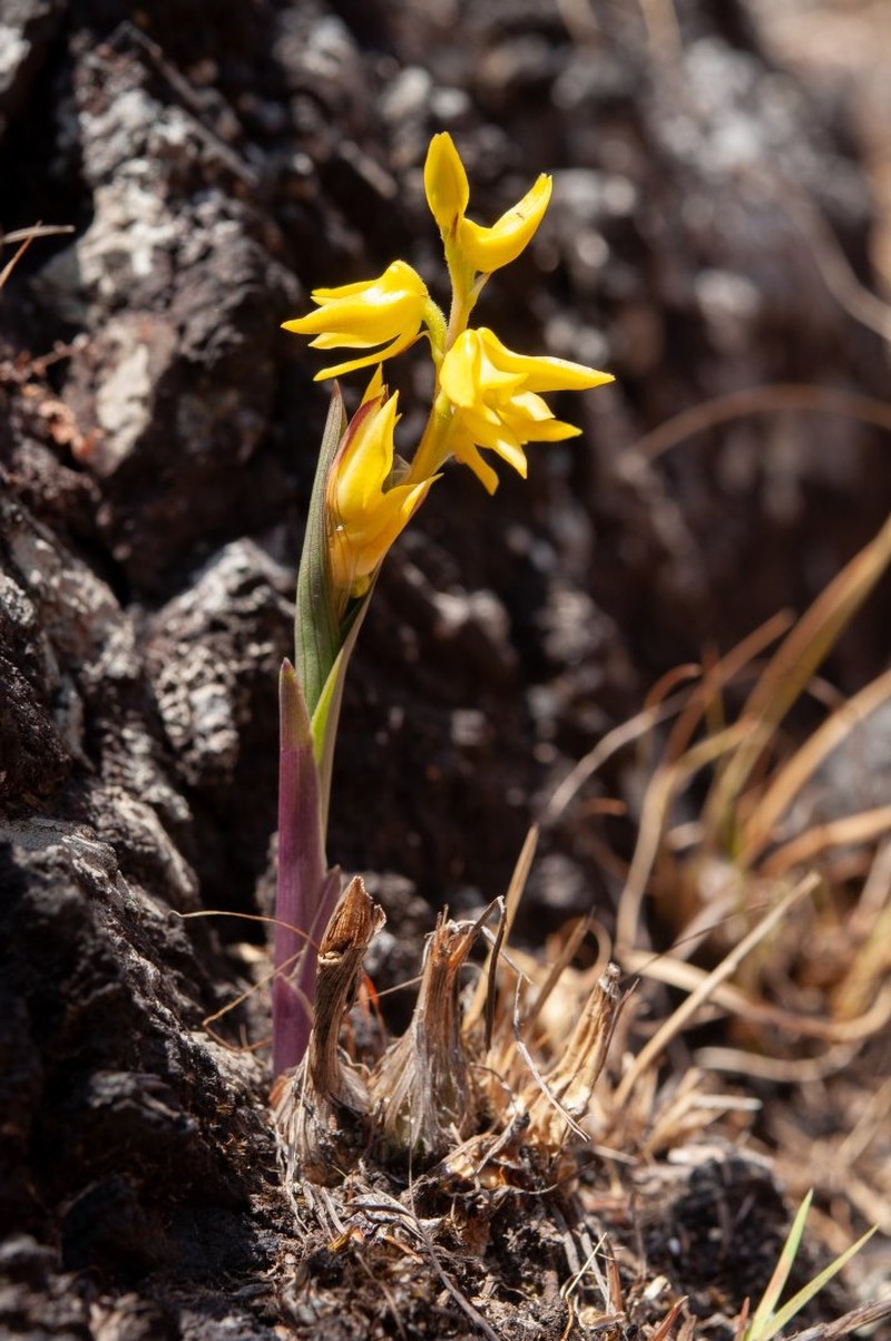 Polystachya orophila