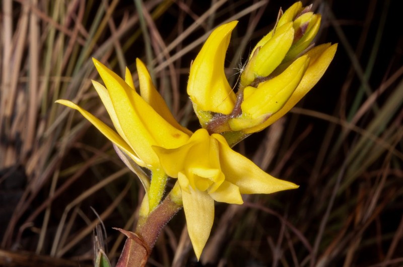 Polystachya orophila photo 2