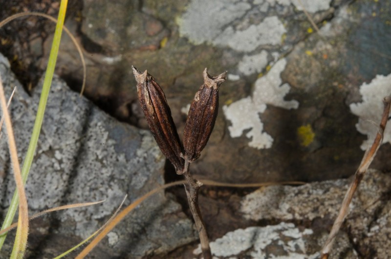 Polystachya orophila photo 3