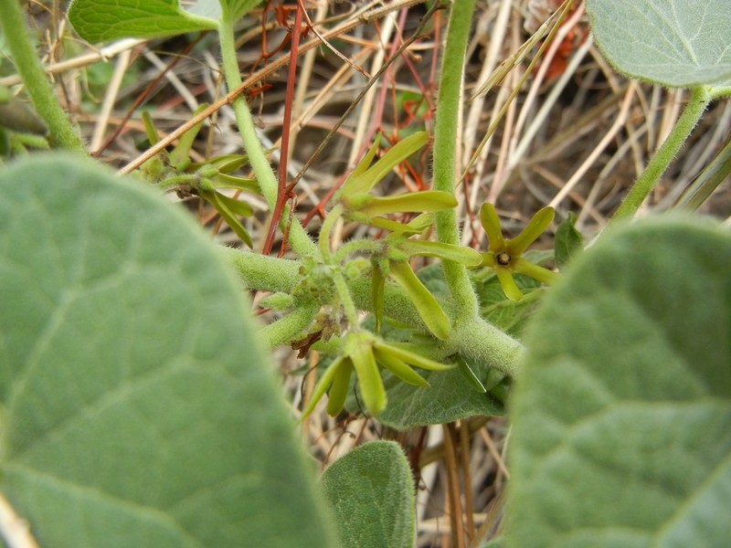 Polystemma adenocardium