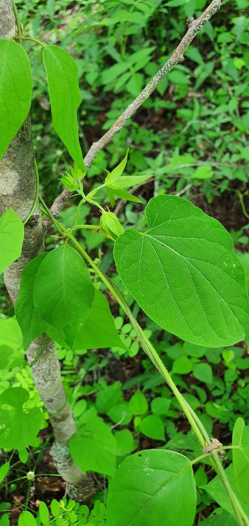 Polystemma atreyui