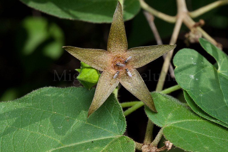 Polystemma atreyui photo 2