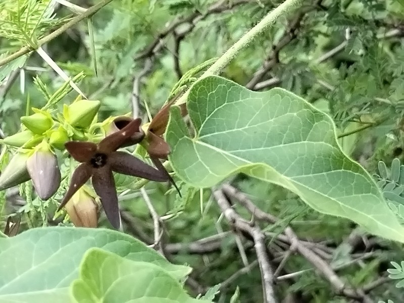 Polystemma atreyui photo 6
