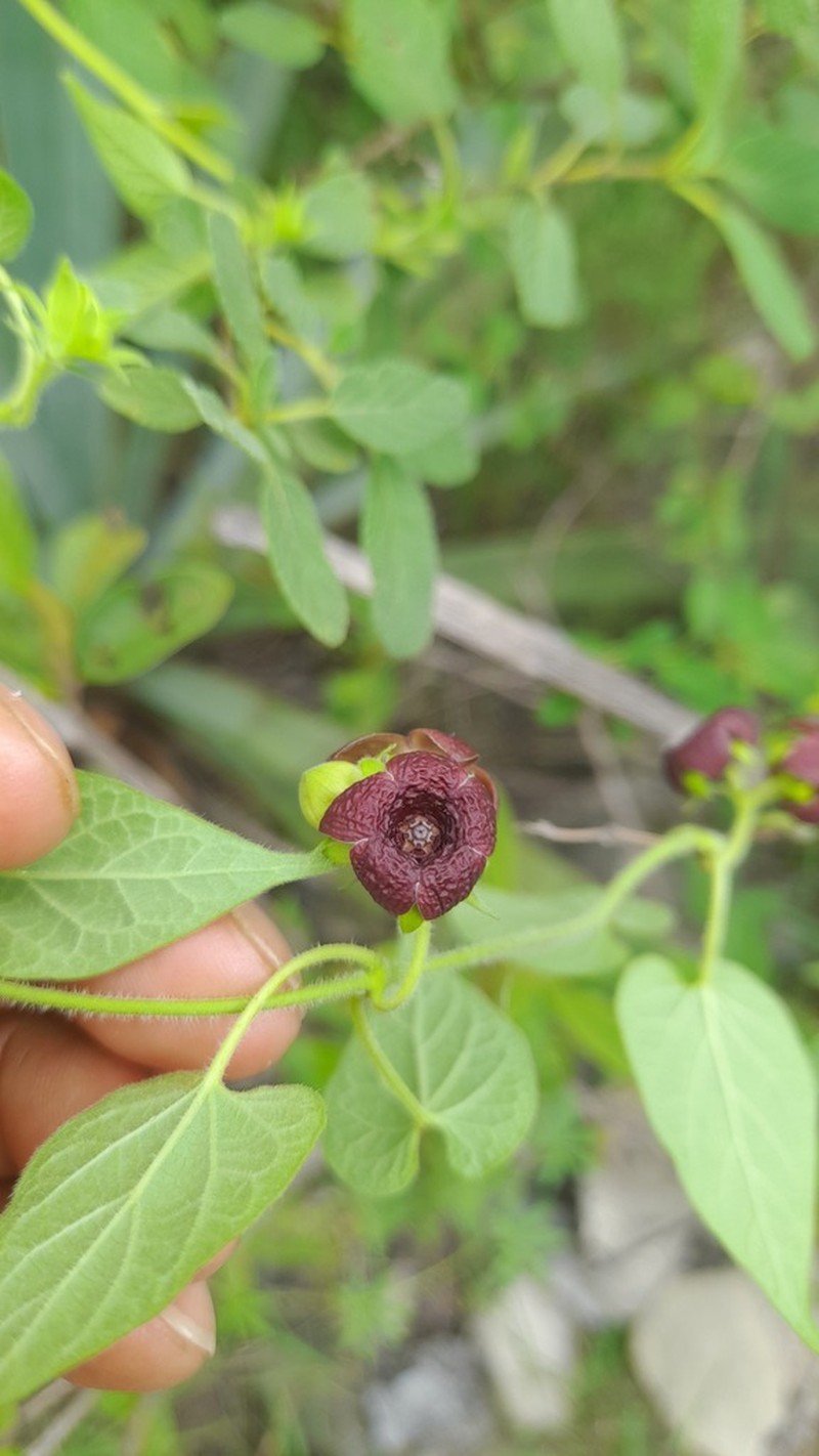 Polystemma calcicola