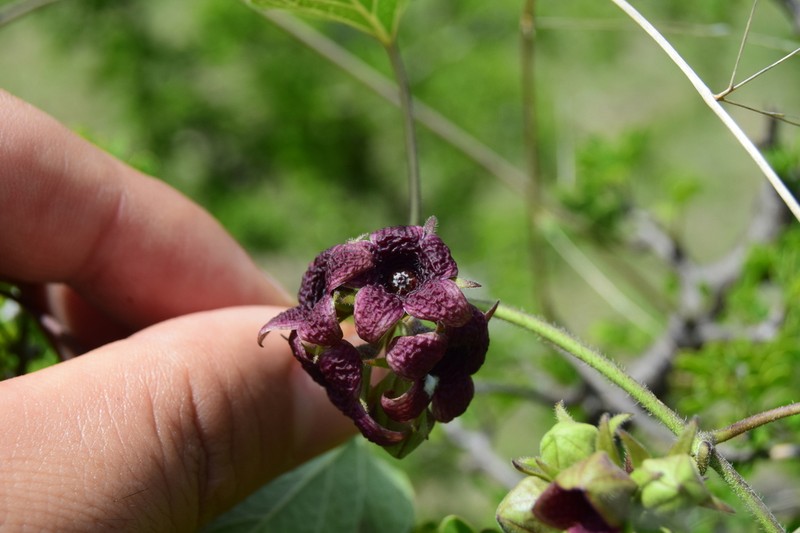 Polystemma calcicola photo 2