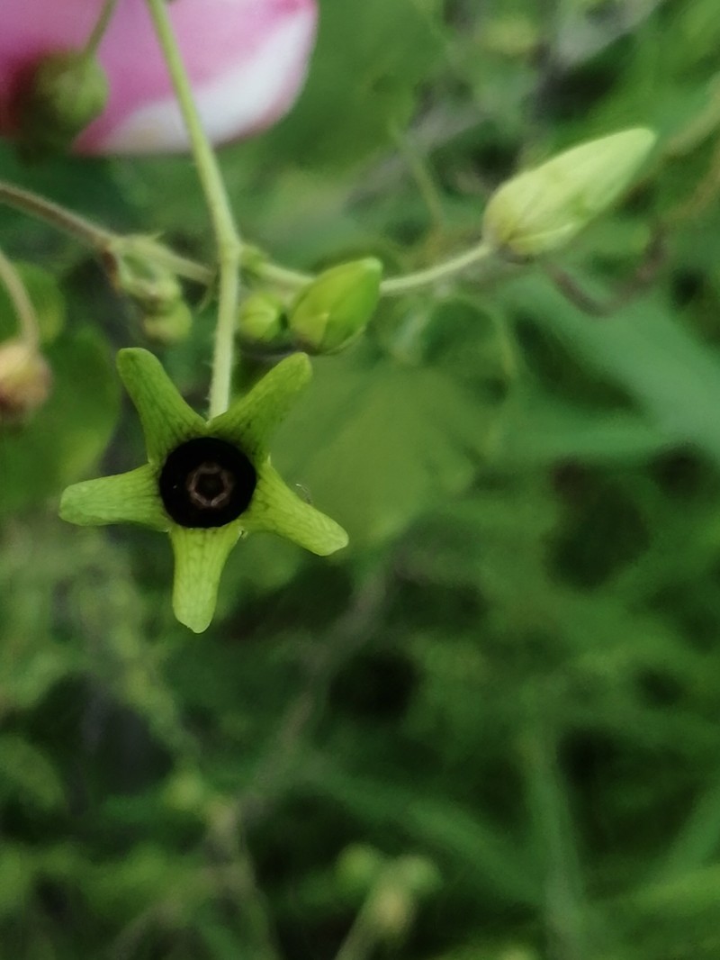 Polystemma canisferum