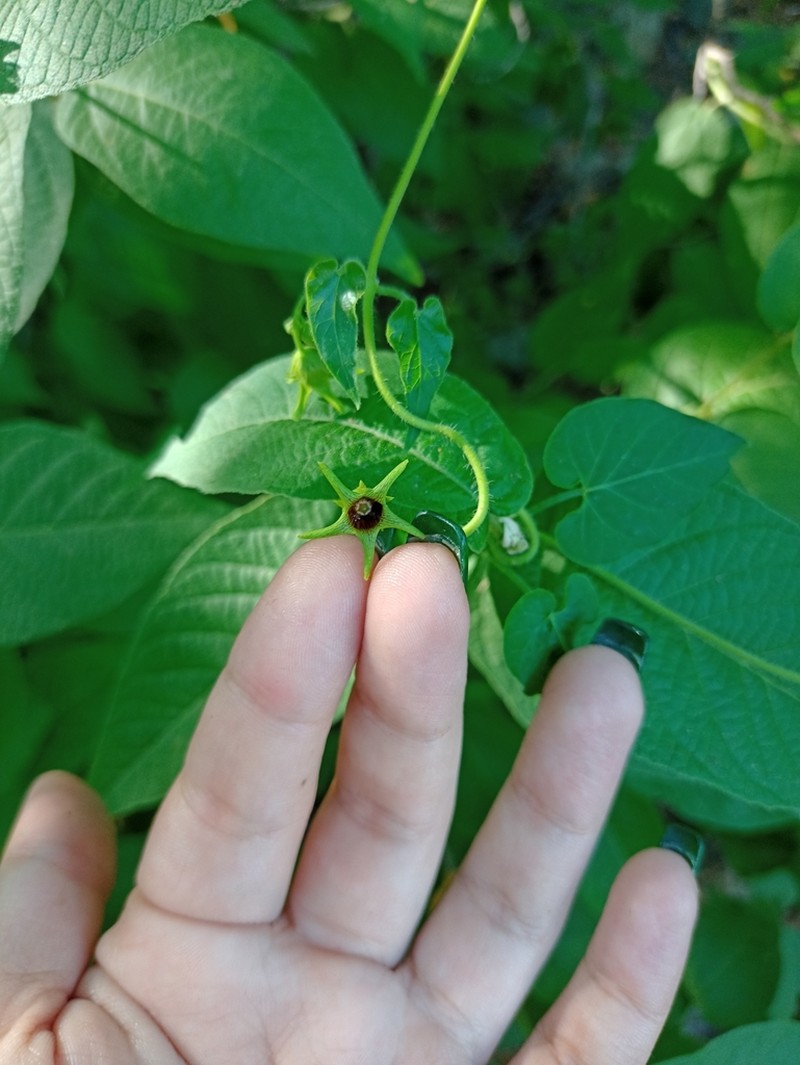 Polystemma canisferum photo 2