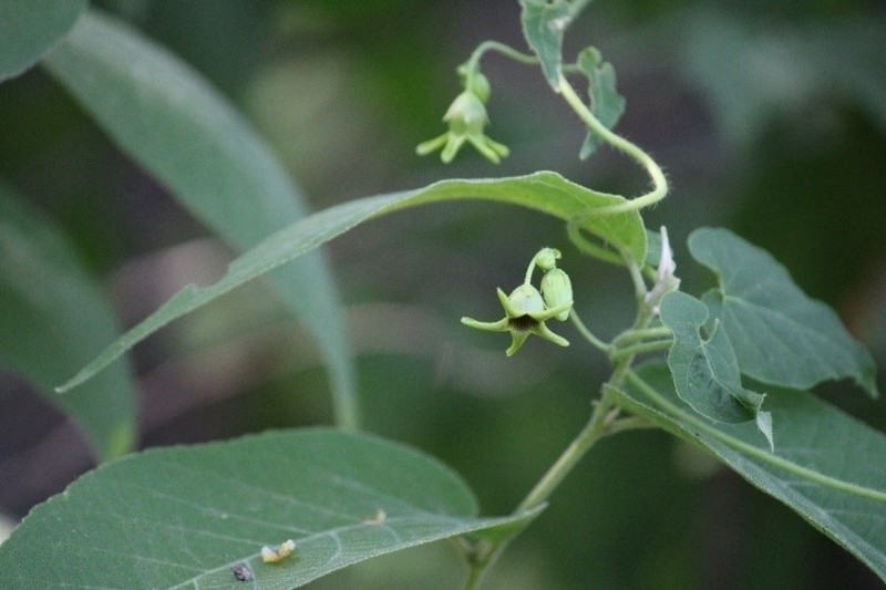 Polystemma canisferum photo 3