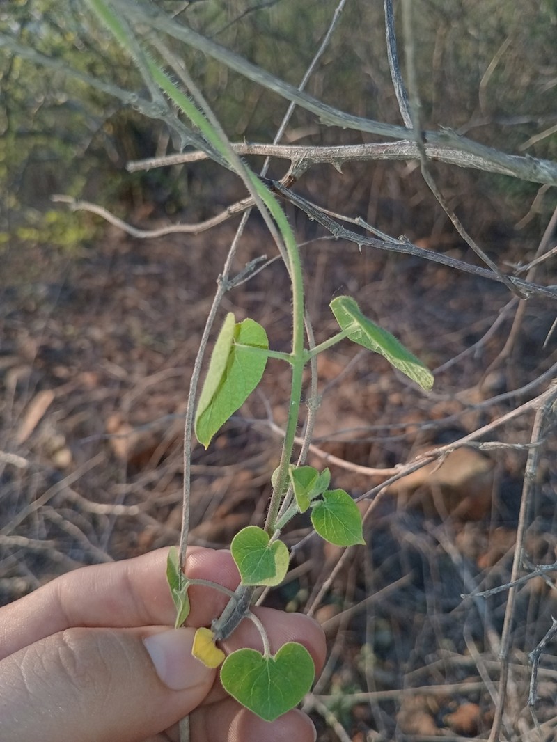 Polystemma canisferum photo 4