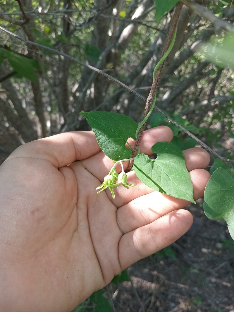 Polystemma canisferum photo 5