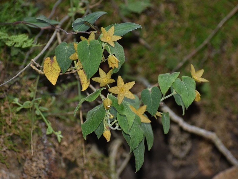 Polystemma cervantesii photo 2