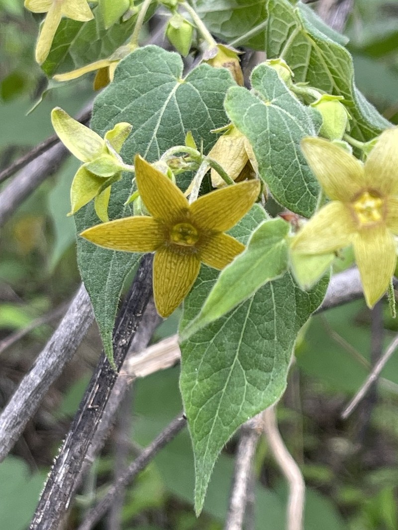 Polystemma cervantesii photo 3