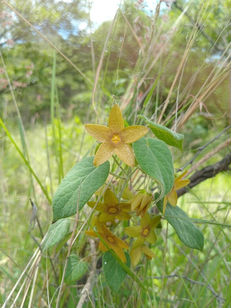 Polystemma cervantesii photo 4