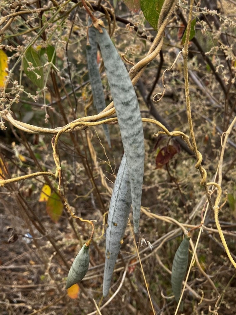 Polystemma cervantesii photo 5