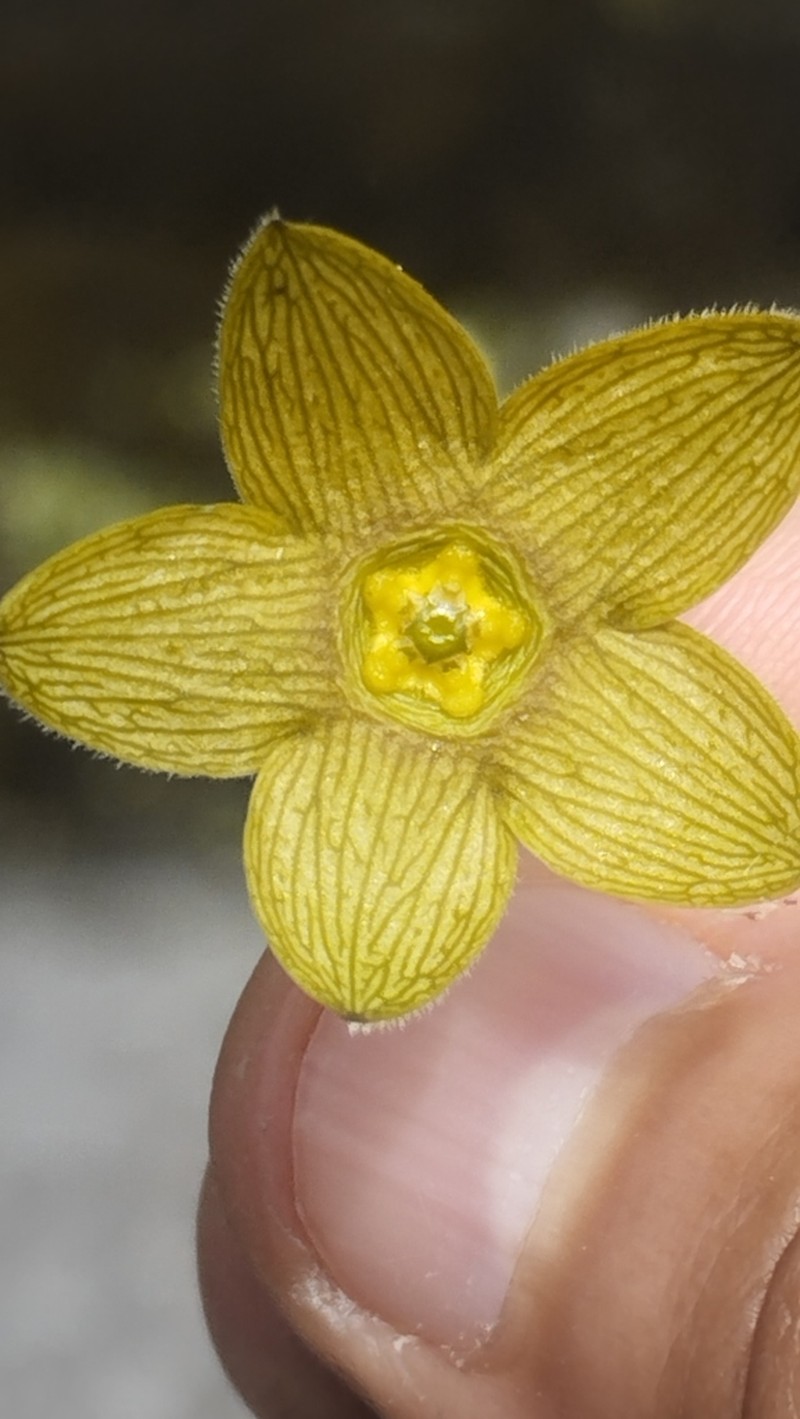 Polystemma cervantesii photo 6