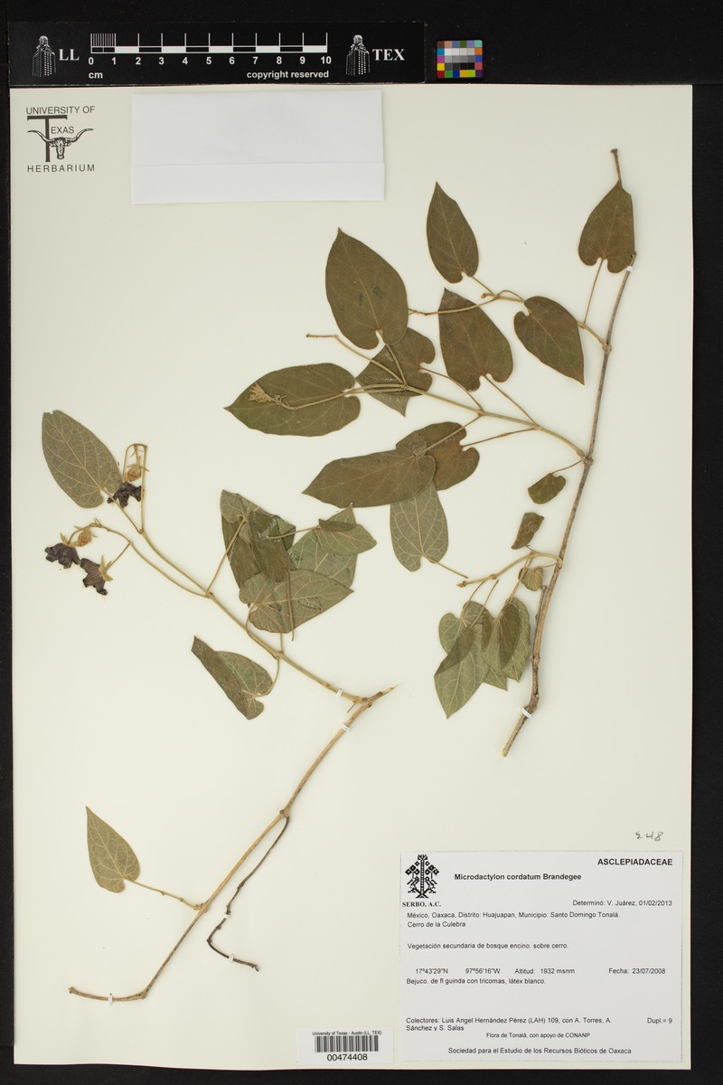 Polystemma cordatum