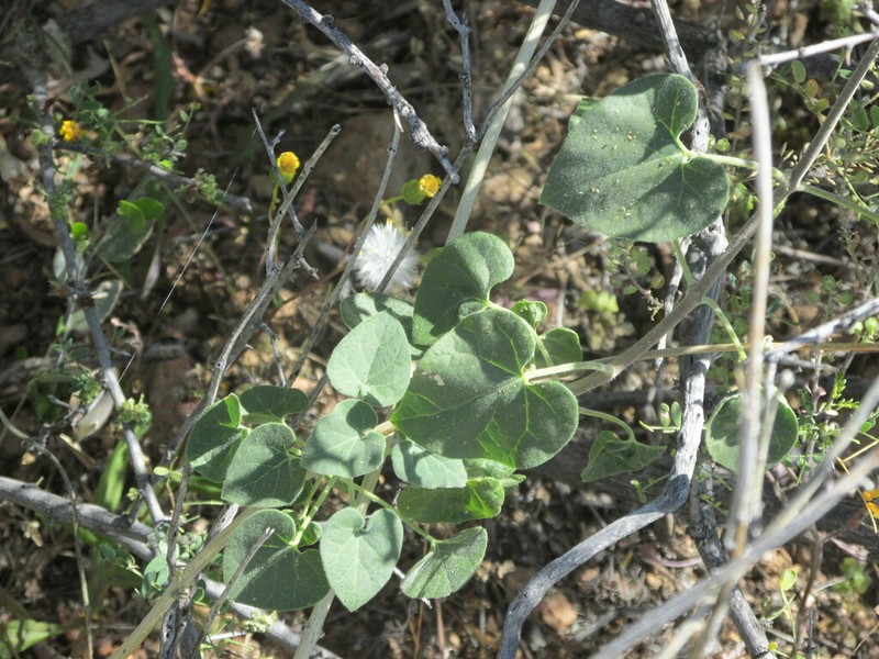 Sonoran Milkvine