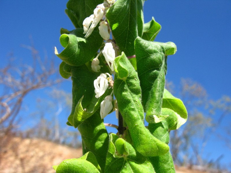 Sonoran Milkvine photo 2