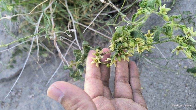 Sonoran Milkvine photo 3